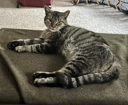 An adult small-sized male Domestic Short Hair cat named Pillsbury for adoption in Savannah, GA