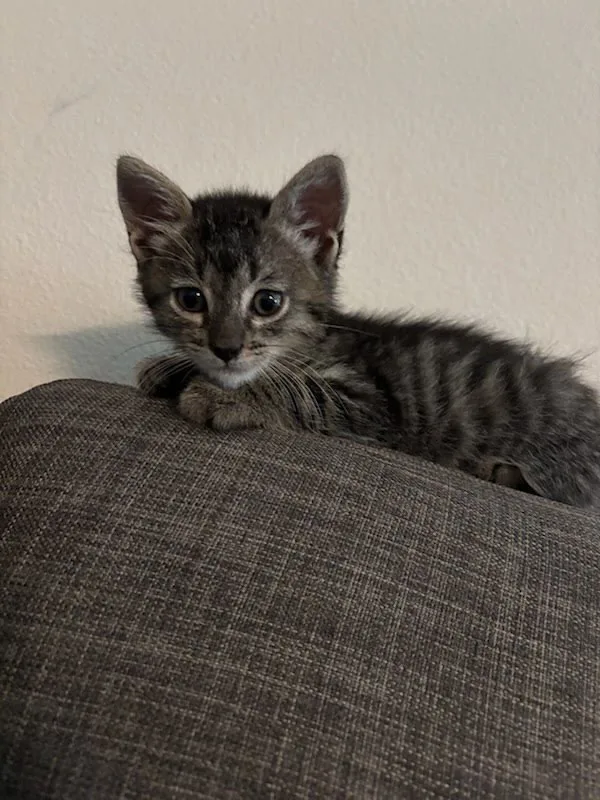 A young medium-sized male Domestic Short Hair cat named Flitwick for adoption in Bonsall, CA