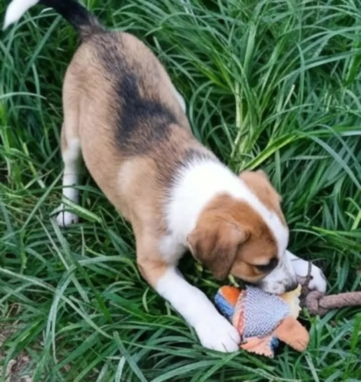 A baby medium-sized male Beagle dog named Bramble for adoption in Batesville, AR