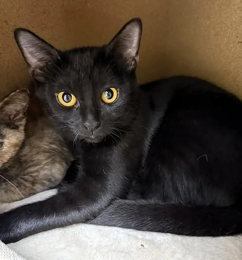 A young medium-sized female Black Domestic Short Hair cat named Laverne for adoption in Medina, OH