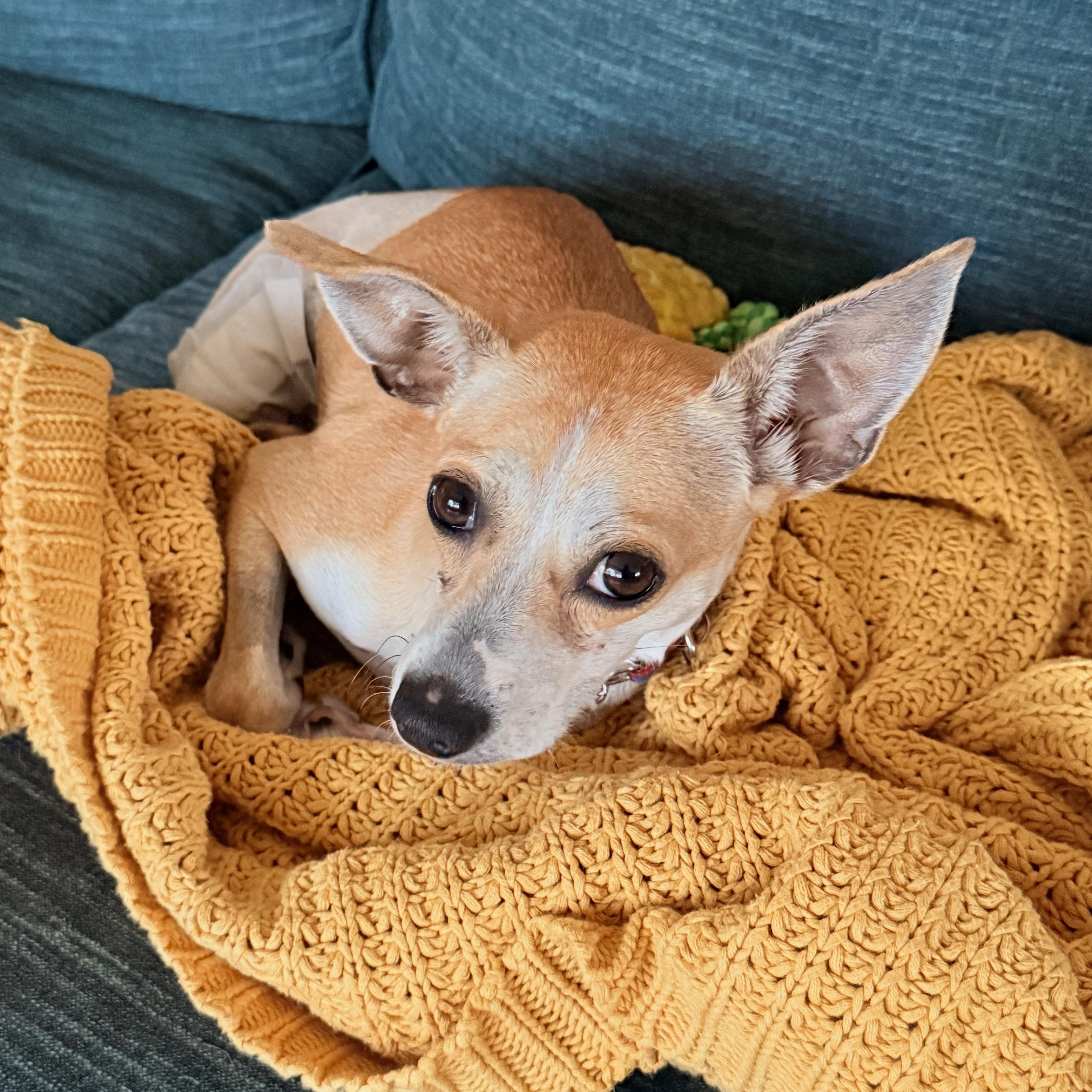 An adult small-sized female Apricot / Beige Chiweenie dog named Frida for adoption in Portland, OR