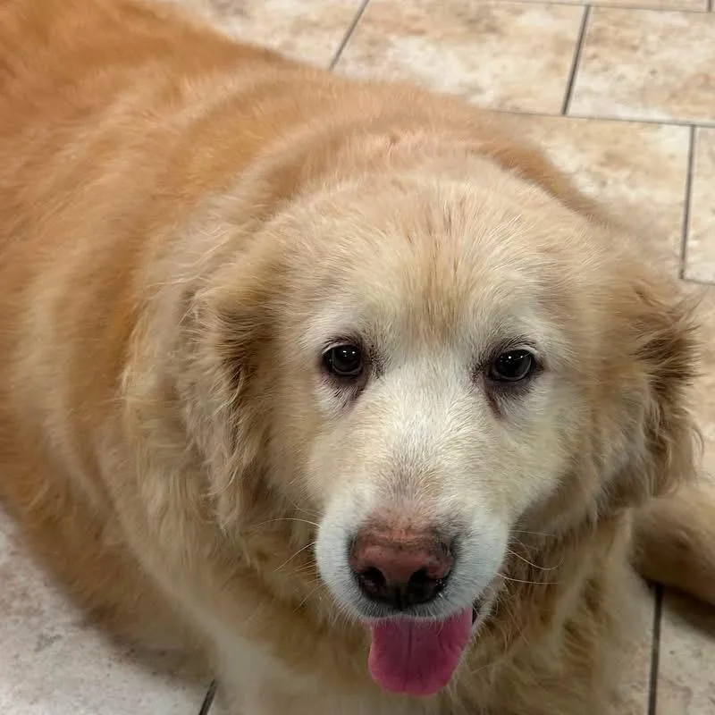 A senior large-sized female Golden Retriever dog named Jazzy for adoption in Pacific, MO