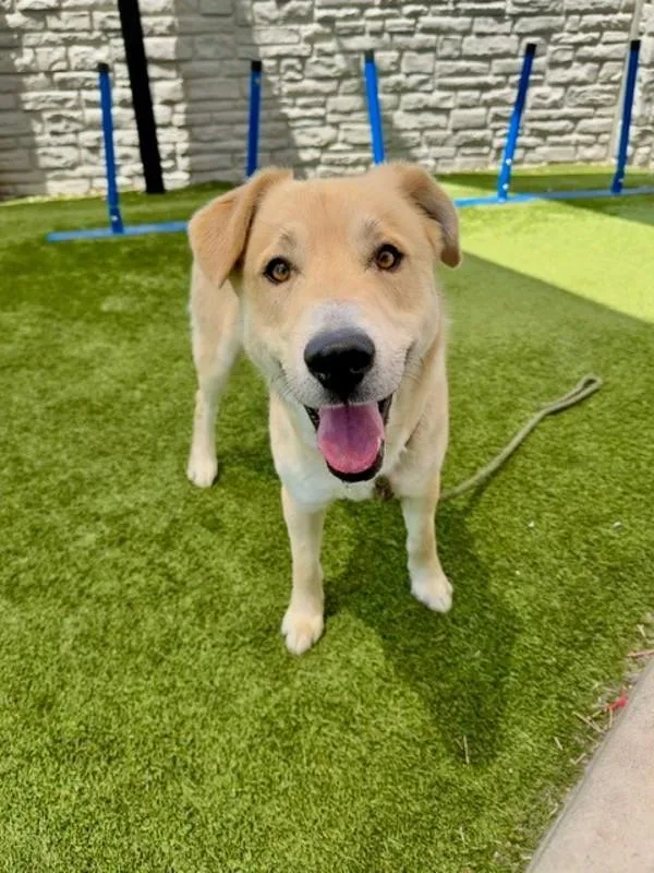An adult large-sized male Labrador Retriever dog named Jupiter for adoption in Salt Lake City, UT