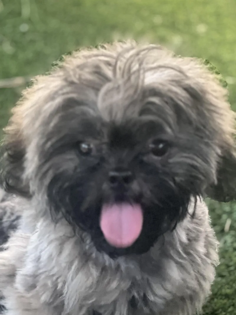 Lyla
