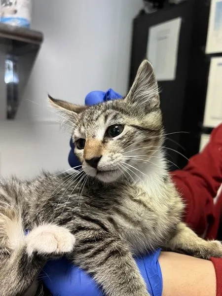 A baby small-sized male Domestic Short Hair cat named Reese for adoption in Vallejo, CA