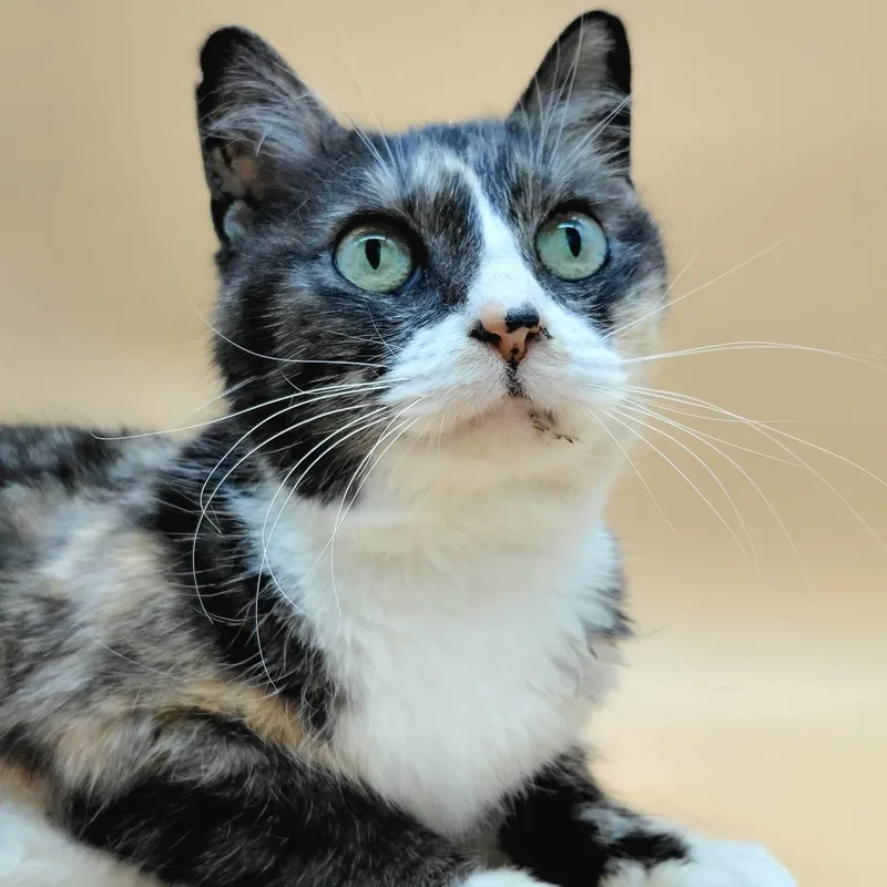 An adult medium-sized female Dilute Calico Manx cat named Maud for adoption in Springfield, MO