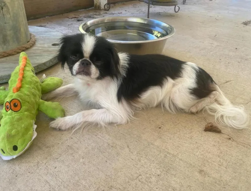 A young small-sized female Japanese Chin dog named Bitsy in LA for adoption in Cranston, RI