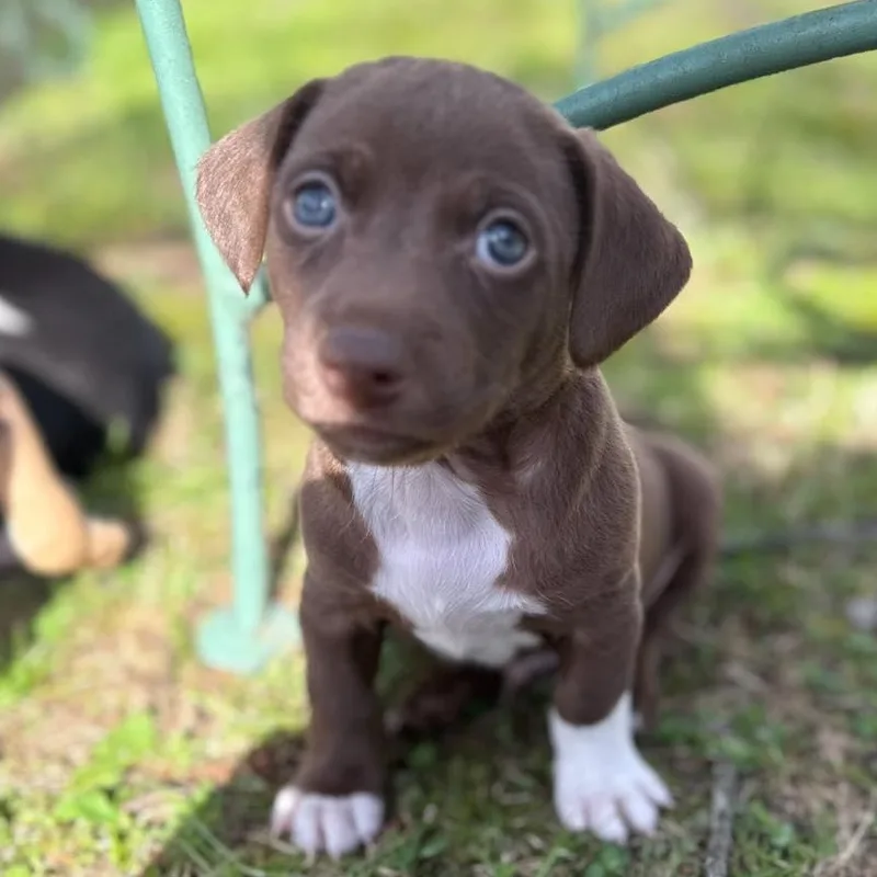 A baby small-sized male White / Cream Beagle dog named George for adoption in Nanuet, NY