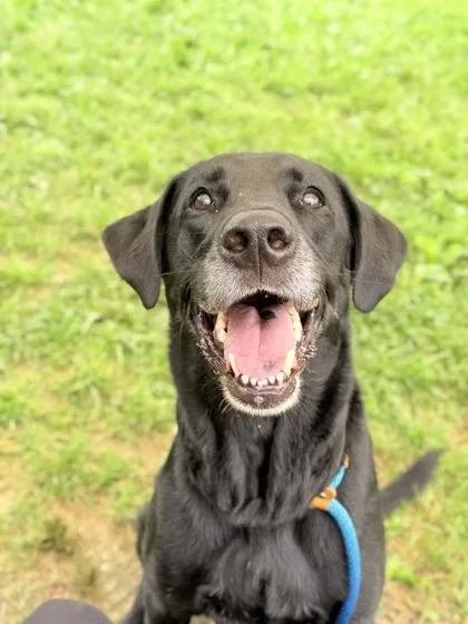 An adult large-sized male Labrador Retriever dog named Caspian for adoption in Fallston, MD