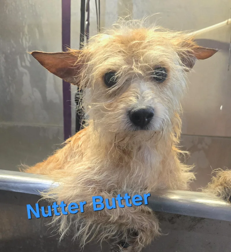 A young small-sized male Yellow / Tan / Blond / Fawn Cairn Terrier dog named Nutter Butter for adoption in Athens, AL