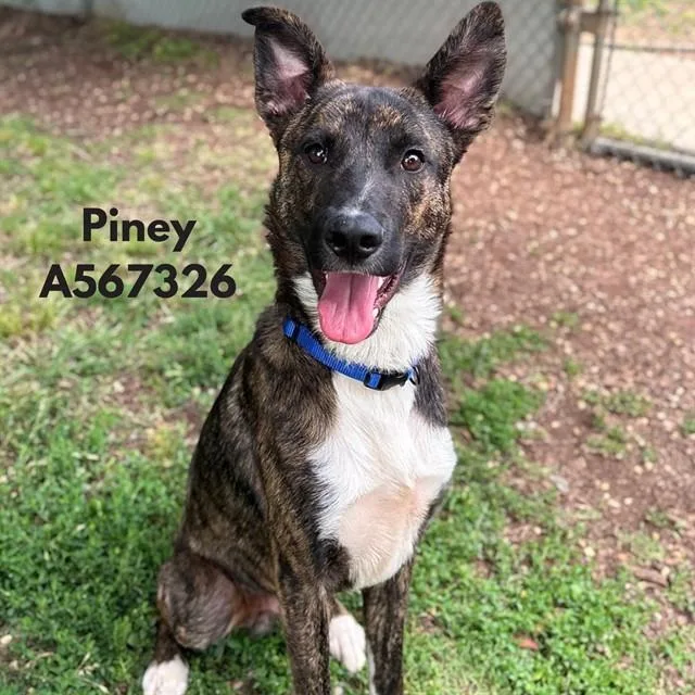 Piney
