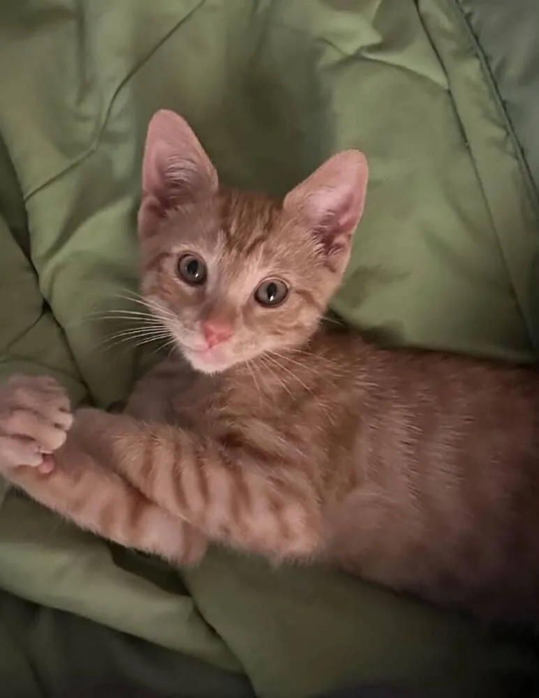 A baby small-sized male Tabby cat named Wallace for adoption in Calimesa, CA