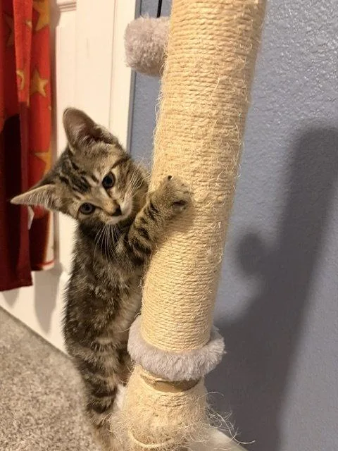 A young medium-sized female Domestic Short Hair cat named Jolene for adoption in Aurora, CO