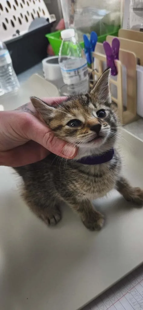 A baby medium-sized female American Shorthair cat named Grape for adoption in Van Wert, OH