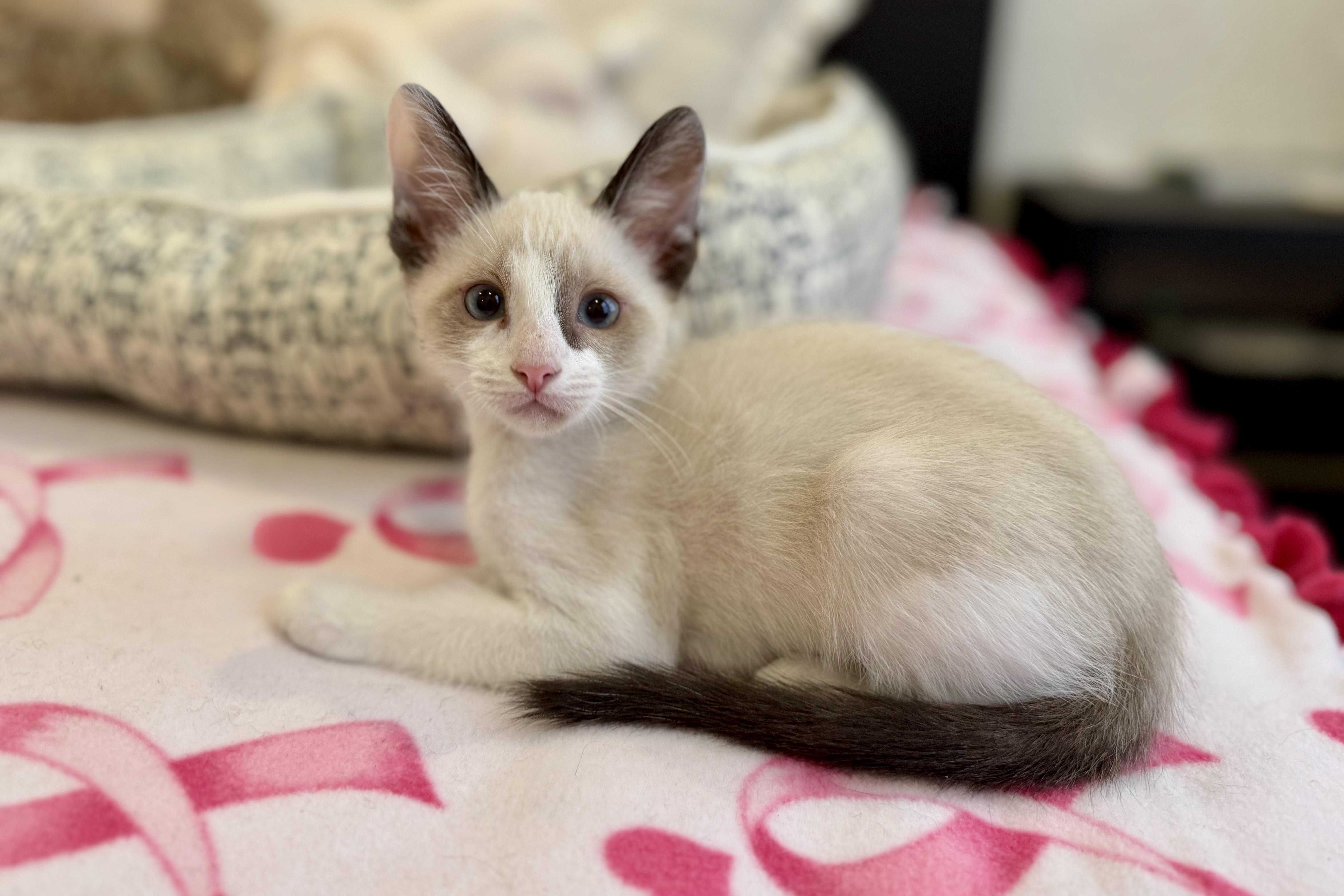 A baby small-sized male Domestic Short Hair cat named Finchy for adoption in Fountain Hills, AZ