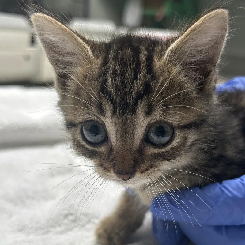 A baby medium-sized male Brown / Chocolate Domestic Short Hair cat named Bran for adoption in Dallas, TX