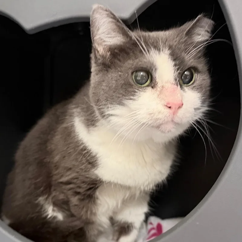 A senior medium-sized female Gray / Blue / Silver Domestic Short Hair cat named Potato for adoption in Titusville, FL