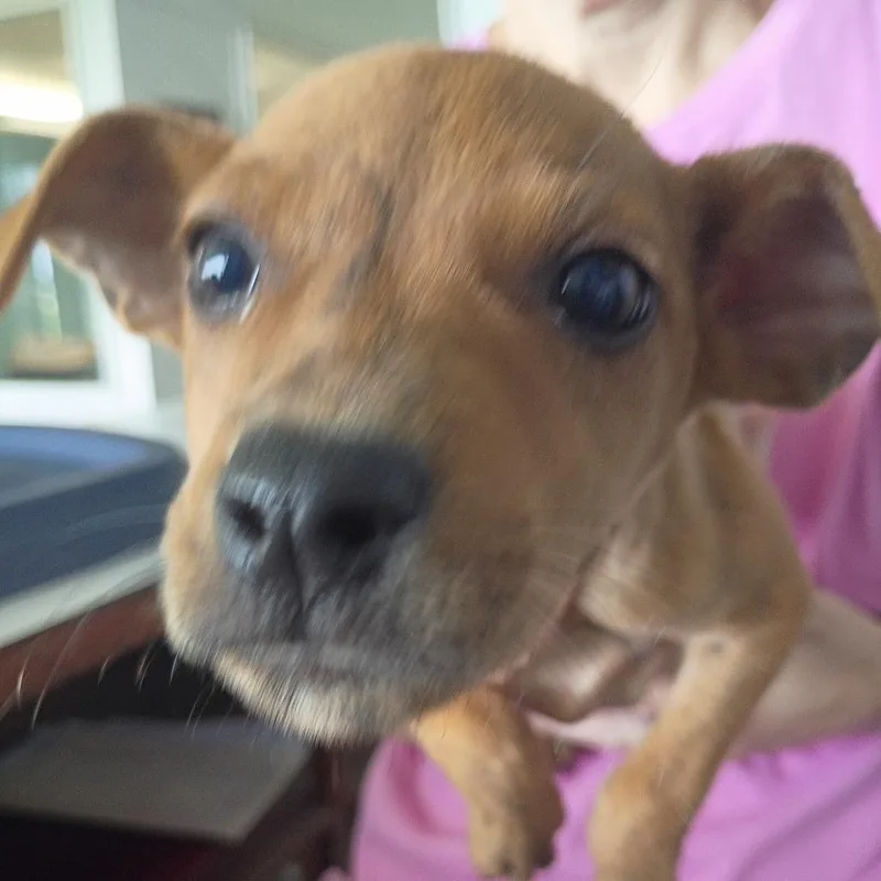 A baby small-sized female Yellow / Tan / Blond / Fawn Black Mouth Cur dog named Rachel for adoption in Clarksdale, MS
