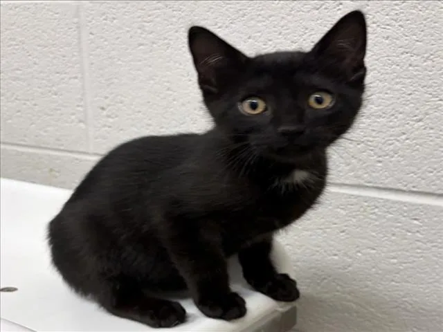 A baby small-sized female Domestic Short Hair cat named Meenie for adoption in Derwood, MD