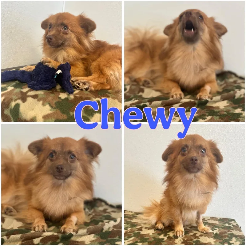 An adult small-sized male Pomeranian dog named Chewy for adoption in Hatfield, PA