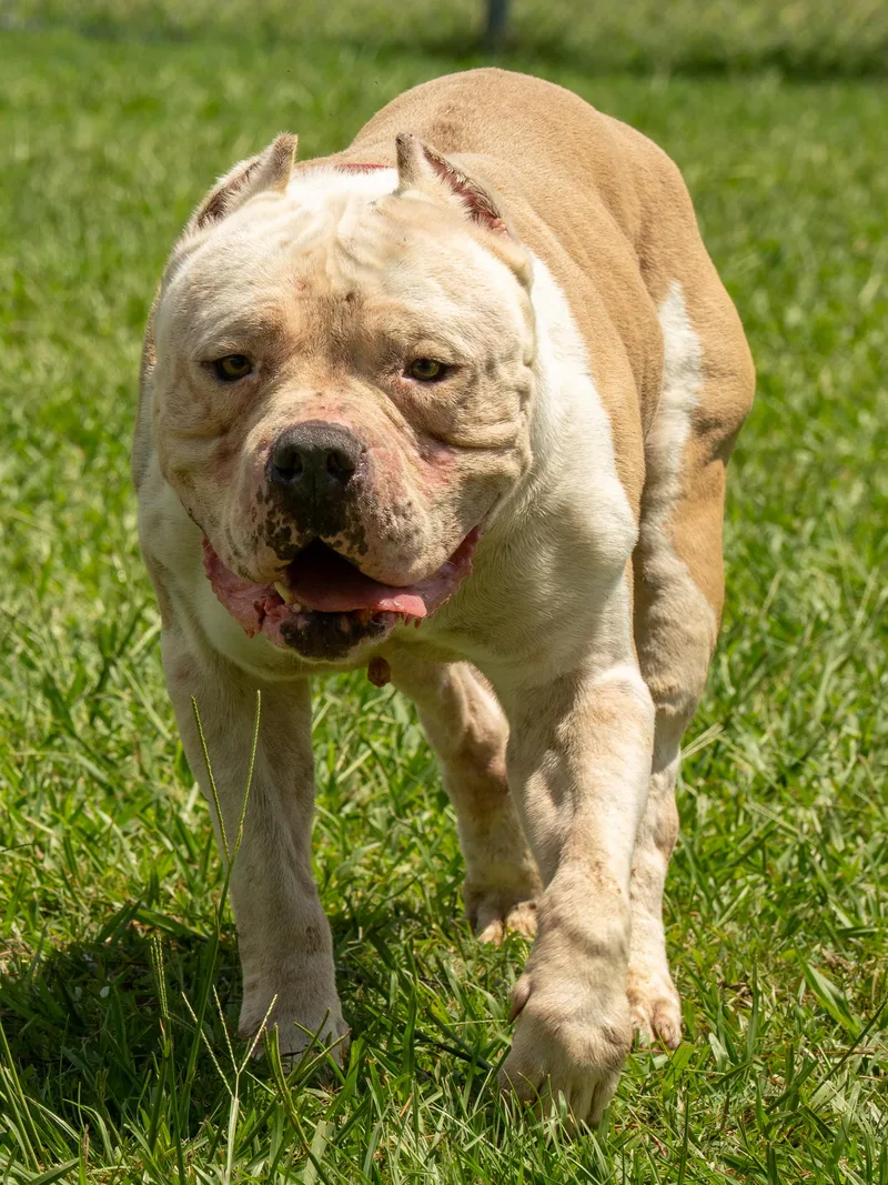 An adult medium-sized male White / Cream Mixed Breed dog named Neo for adoption in Myrtle Beach, SC