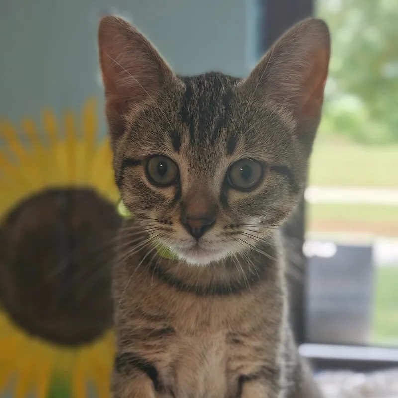 A baby small-sized female Brown / Chocolate Domestic Short Hair cat named Chicken Nugget for adoption in Hendersonville, NC