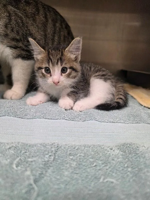 A young medium-sized male Domestic Short Hair cat named Prince for adoption in Bluffton, IN