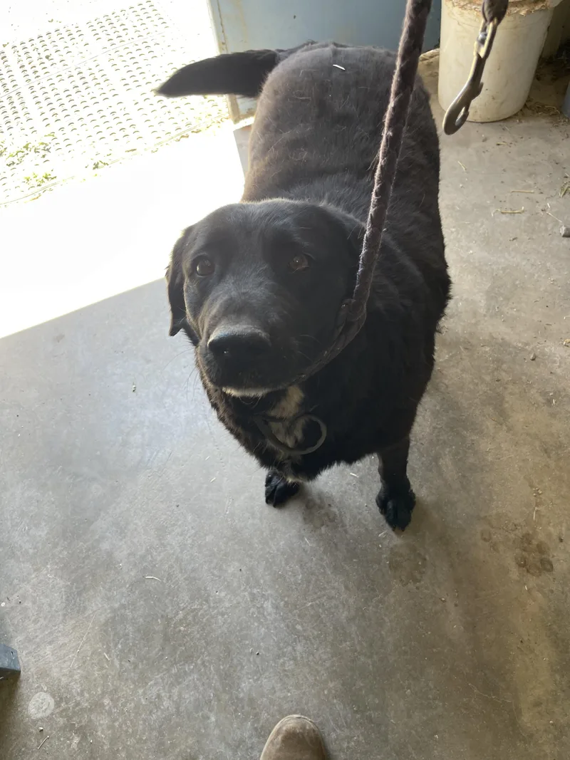 A senior large-sized female Black Labrador Retriever dog named Sparky for adoption in Lordsburg, NM