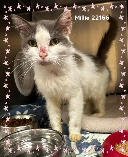 Millie thumbnail 2
