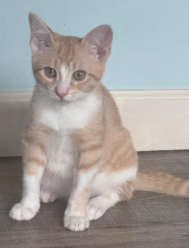 A young medium-sized male Orange / Red Domestic Short Hair cat named Micah for adoption in North Babylon, NY