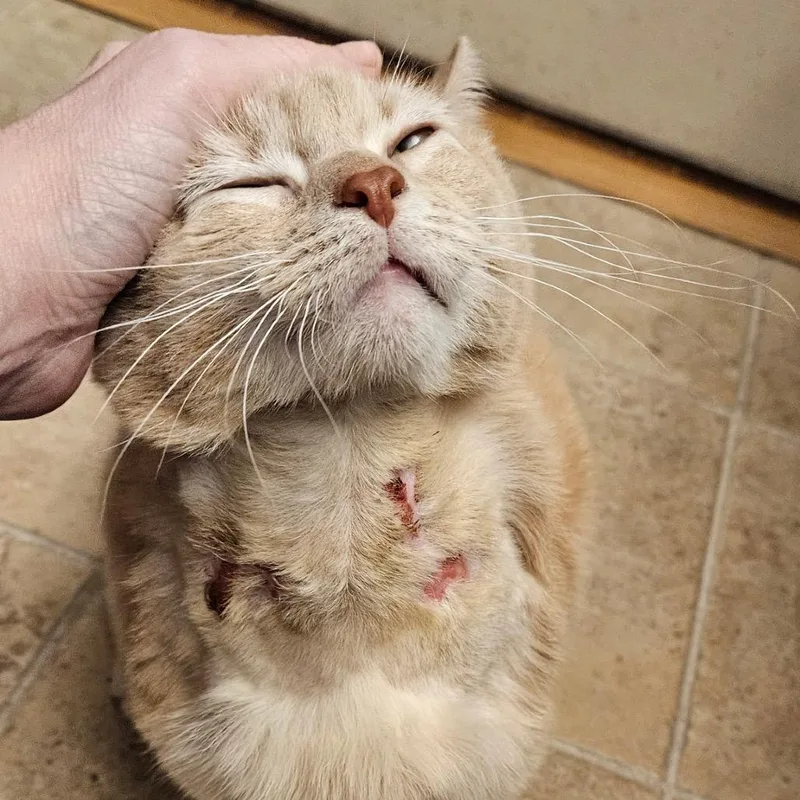 Sparky Aka Spark Plug