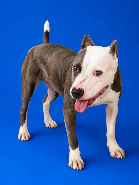 An adult medium-sized female Mixed Breed dog named Traveler for adoption in Jacksonville, FL