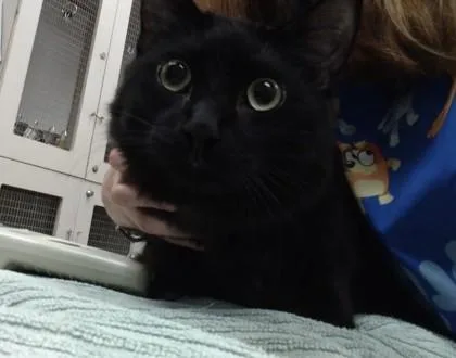 A young large-sized male Domestic Long Hair cat named Void for adoption in Palm Coast, FL