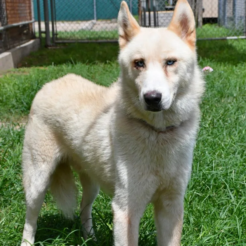 An adult medium-sized male Husky dog named Zowie for adoption in Beaumont, TX
