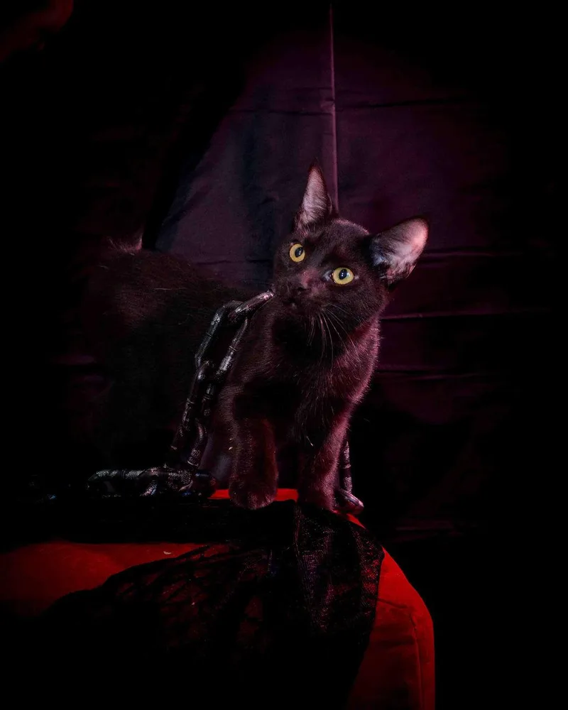 A young medium-sized female Black Domestic Short Hair cat named Prue for adoption in Jefferson, LA