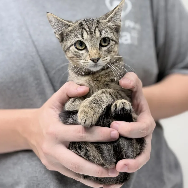 A baby small-sized female Gray / Blue / Silver Domestic Short Hair cat named Meleys for adoption in Tyler, TX
