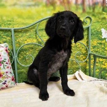 A baby small-sized male Mixed Breed dog named Carson for adoption in Westland, MI
