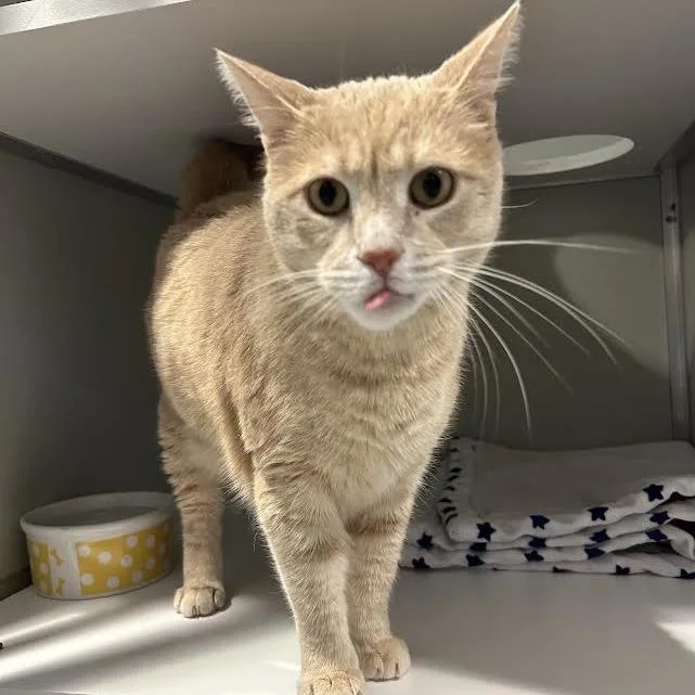 A senior extra large-sized male Buff / Tan / Fawn Domestic Short Hair cat named Borus FKA Brink for adoption in Chesapeake, VA