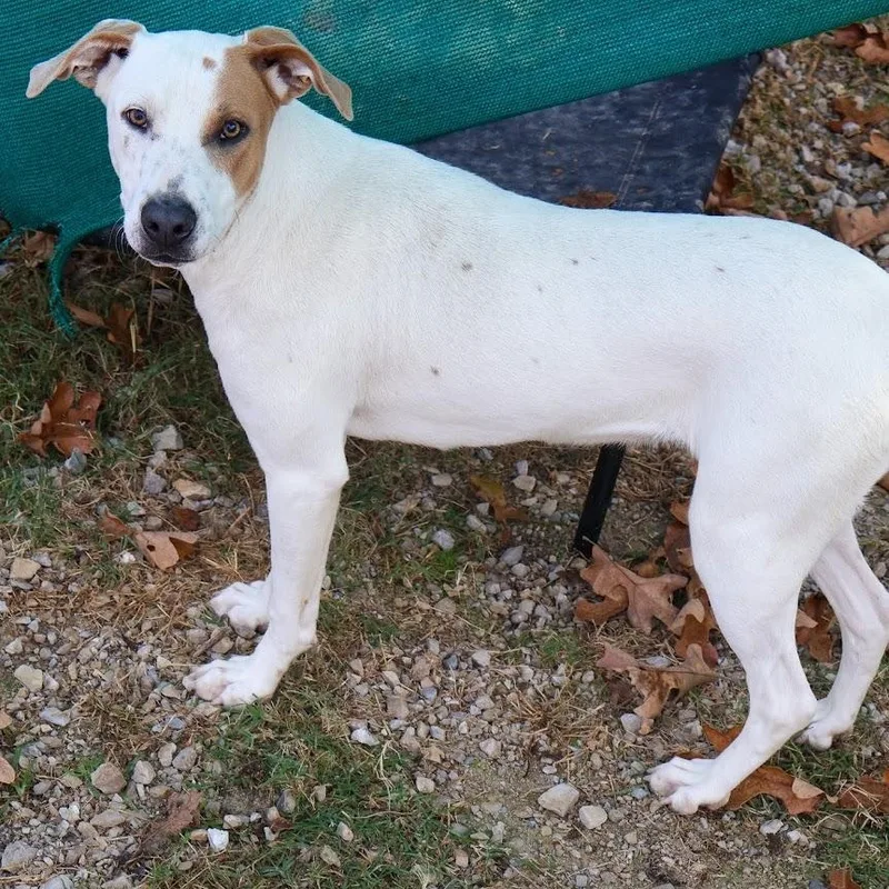 An adult medium-sized female Apricot / Beige Pit Bull Terrier dog named Wendy for adoption in Hollister, MO