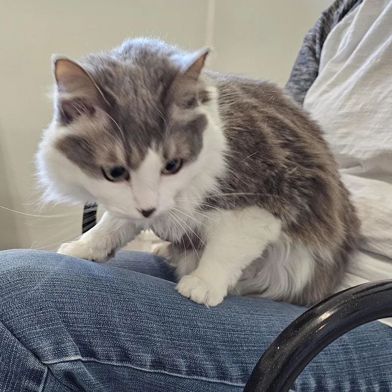 Kit T. Cat thumbnail 2