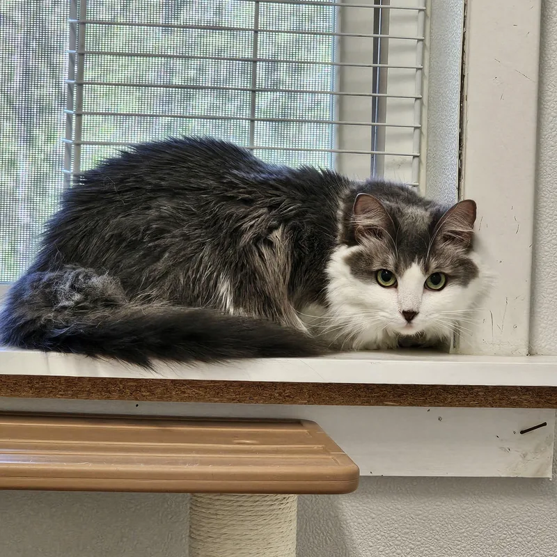 Kit T. Cat thumbnail 3