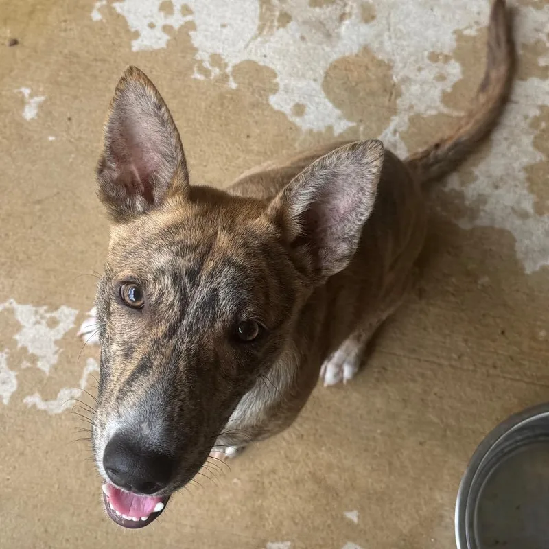 A young medium-sized male Brindle Shepherd dog named Hudson for adoption in Birmingham, AL
