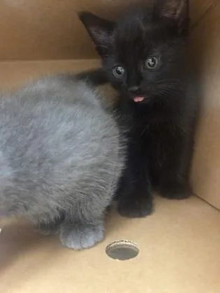 A baby small-sized male Domestic Short Hair cat named Staryu for adoption in Westland, MI