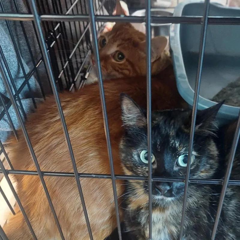 A young medium-sized female Tortoiseshell Domestic Short Hair cat named Patches for adoption in Matteson, IL