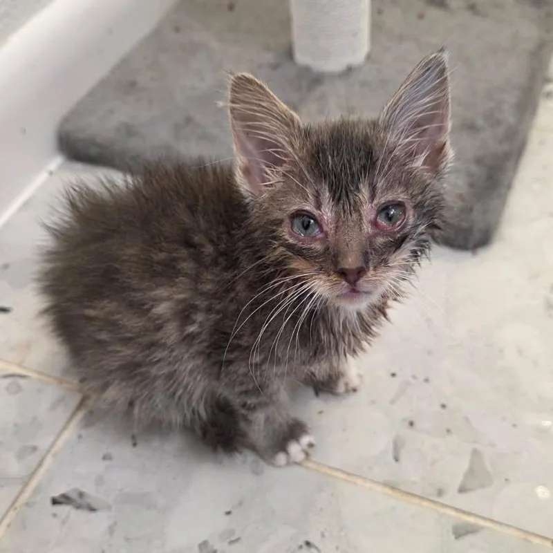 A baby small-sized male Gray / Blue / Silver Domestic Short Hair cat named Tumble Weed for adoption in Austin, TX