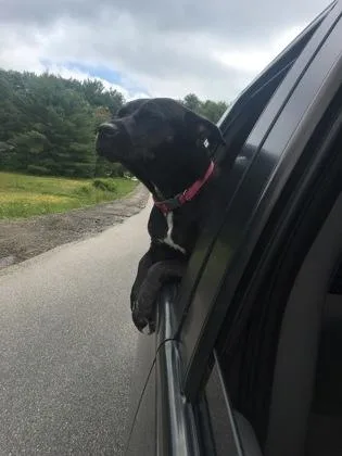 A senior medium-sized female Mixed Breed dog named Bella for adoption in Westbrook, ME