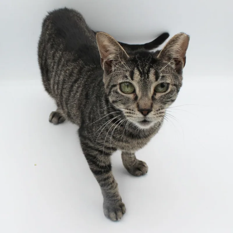 A baby small-sized female Domestic Short Hair cat named Diva Dark for adoption in New Braunfels, TX