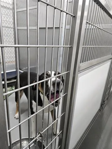 An adult large-sized female Border Collie dog named Abigail for adoption in Norfolk, VA