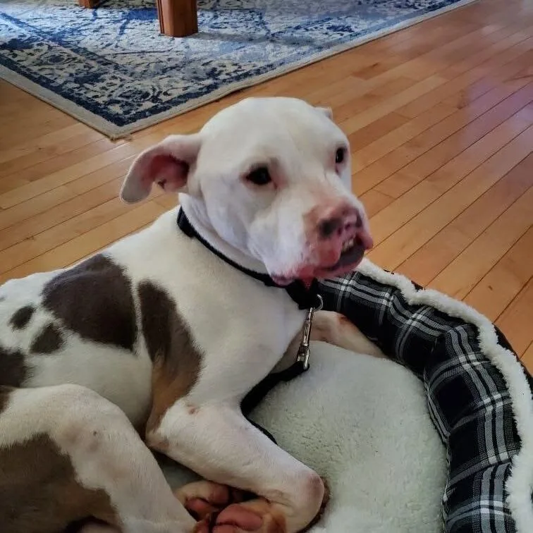 An adult medium-sized male American Staffordshire Terrier dog named Phoenix for adoption in Shelby, NC