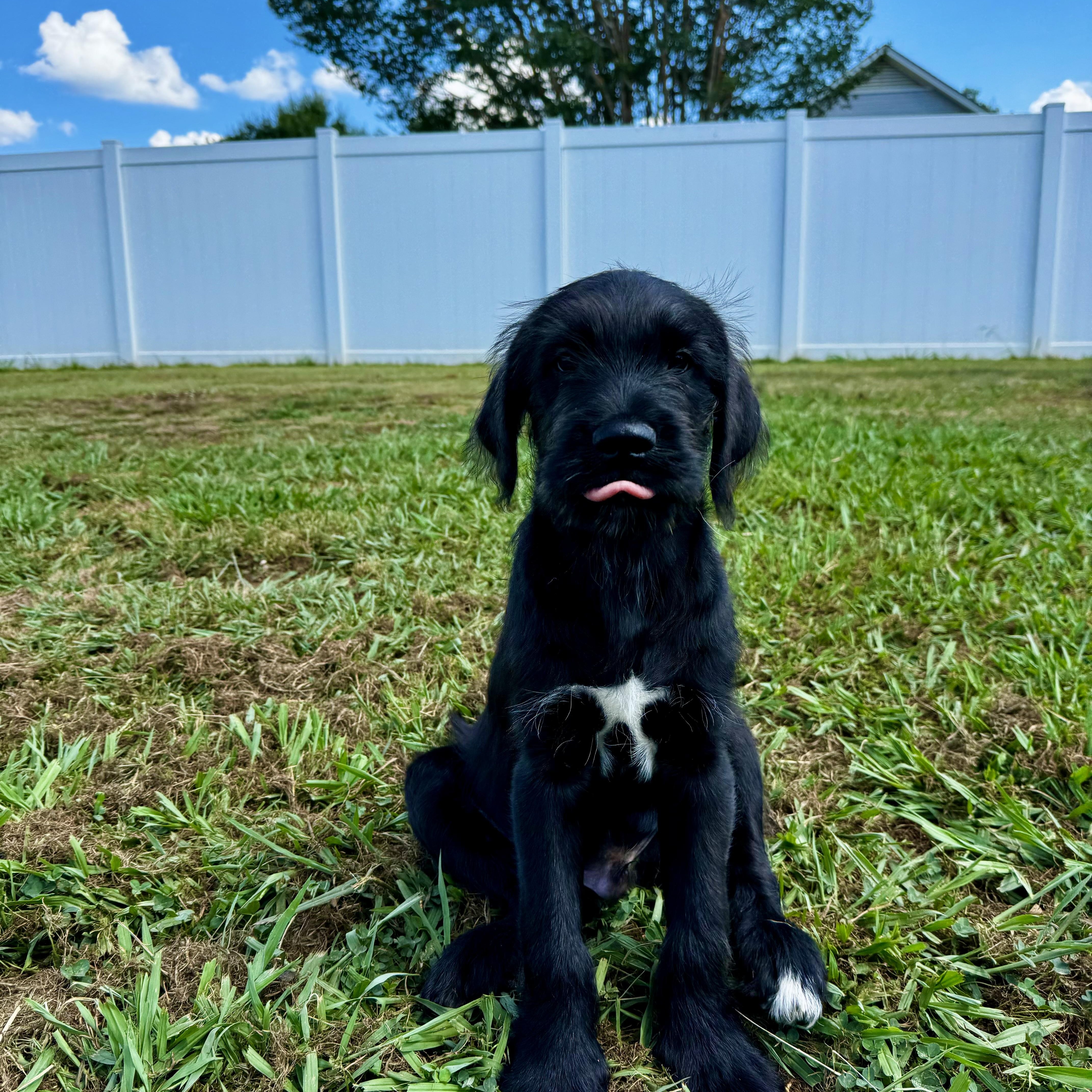 A baby large-sized male Black Airedale Terrier dog named David for adoption in Rock Hill, SC